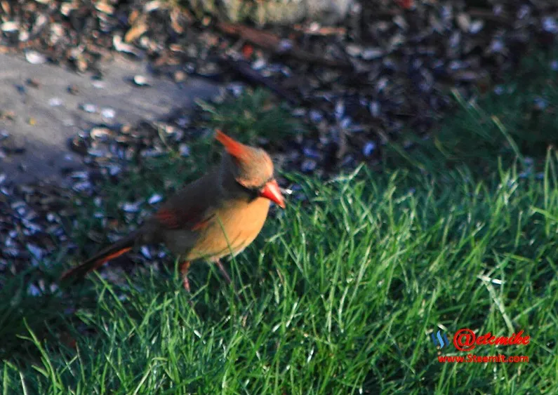 Northern Cardinal PFW0086.JPG