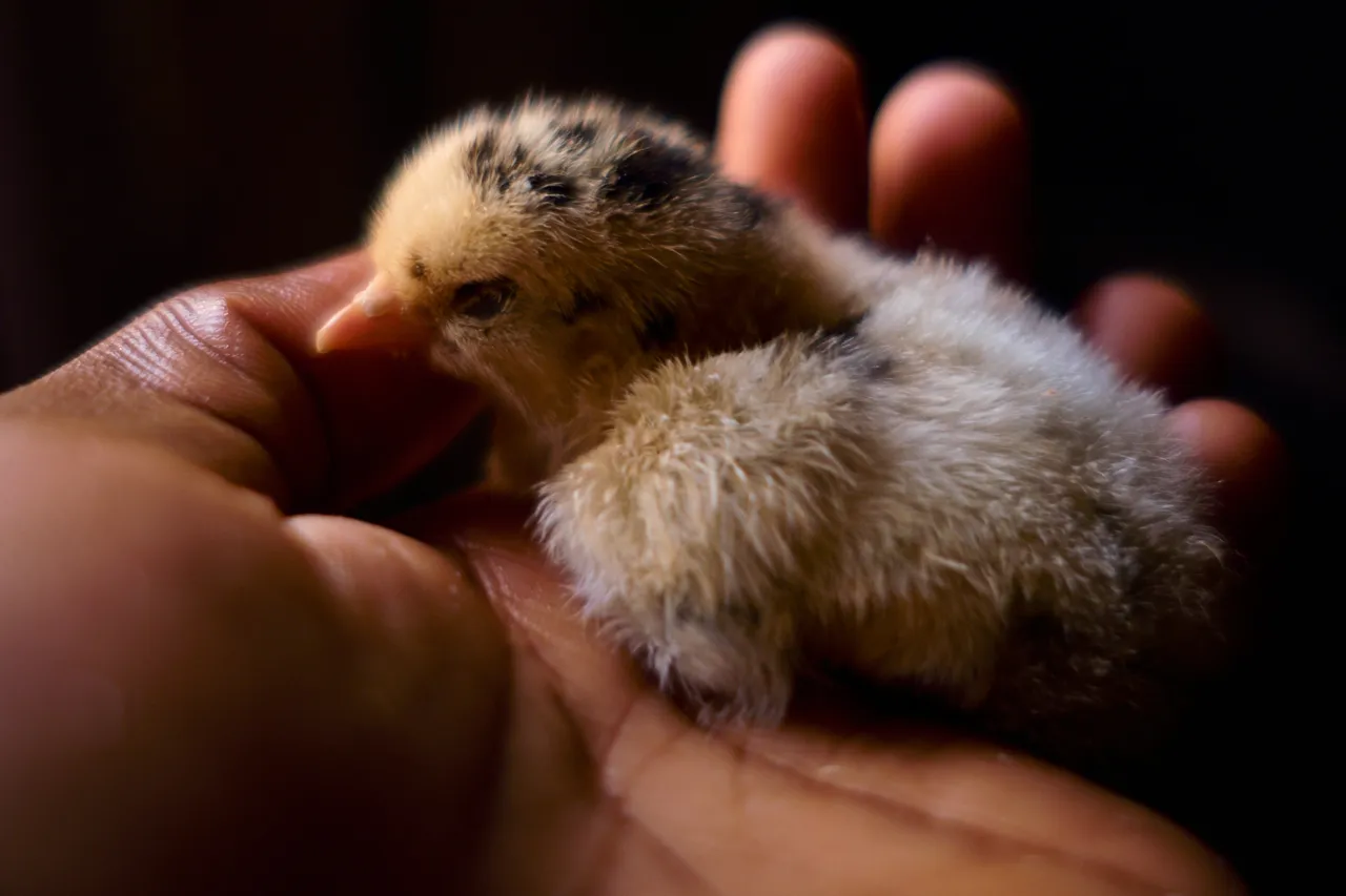chick_2.jpg