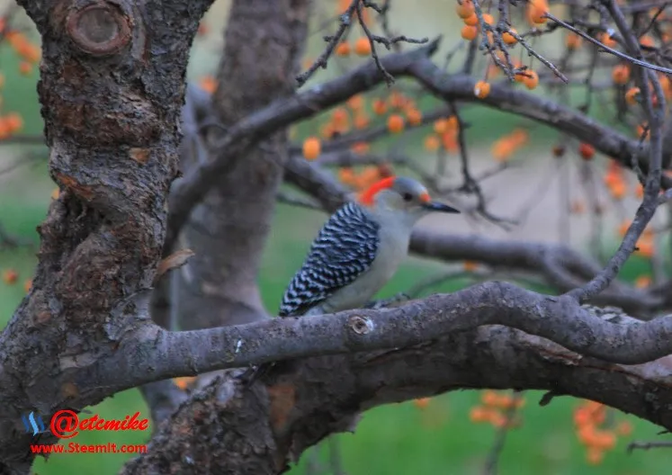 Red-bellied Woodpecker PFW0004.JPG