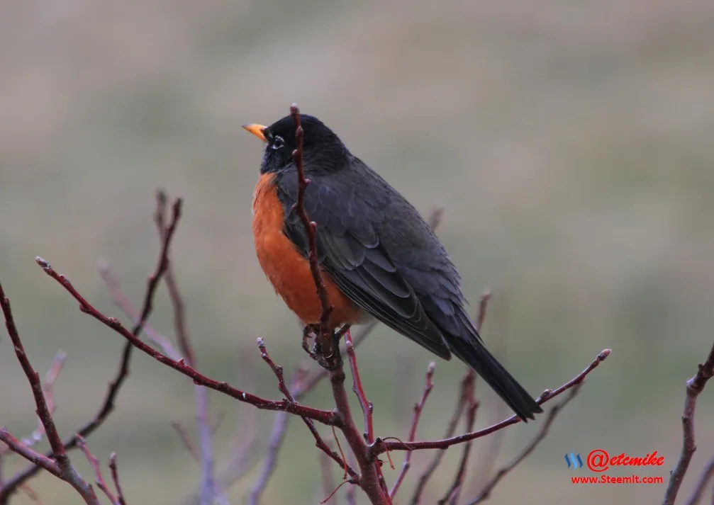American Robin PFW0057.JPG