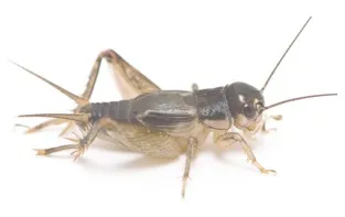 Cricket.jpg