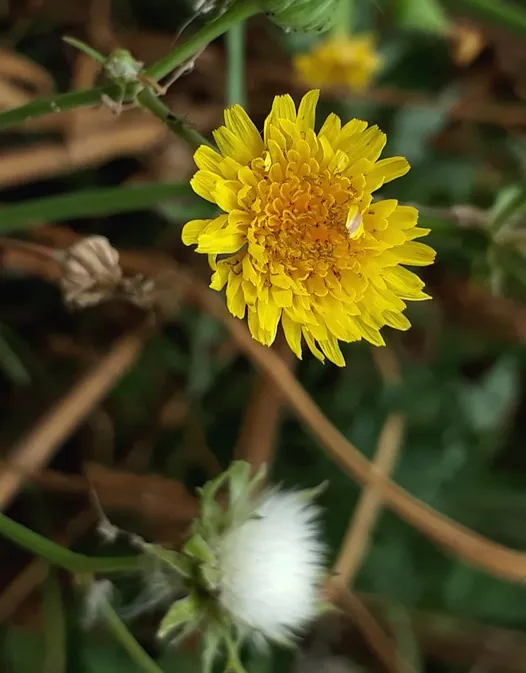 lactuca.jpg