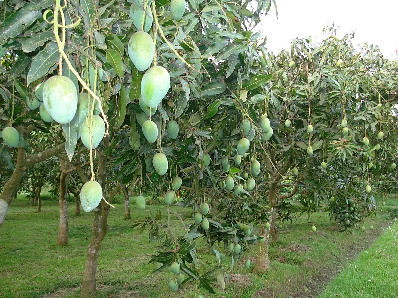 t-farm1.jpg