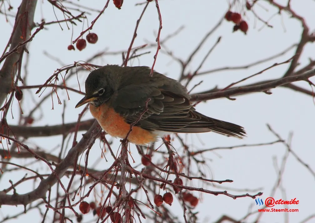 American Robin PFW0153.JPG