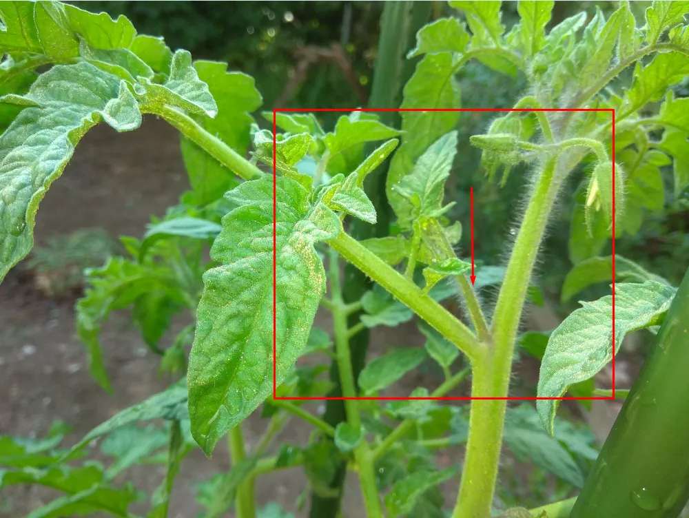 plant 6.png