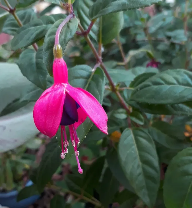 Fuschia.jpg