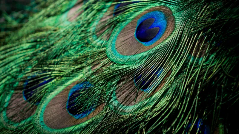 pattern.jpg