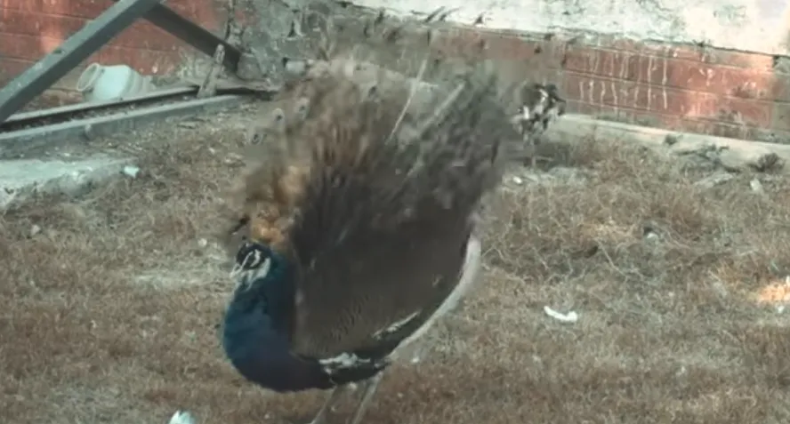 Peacock.png