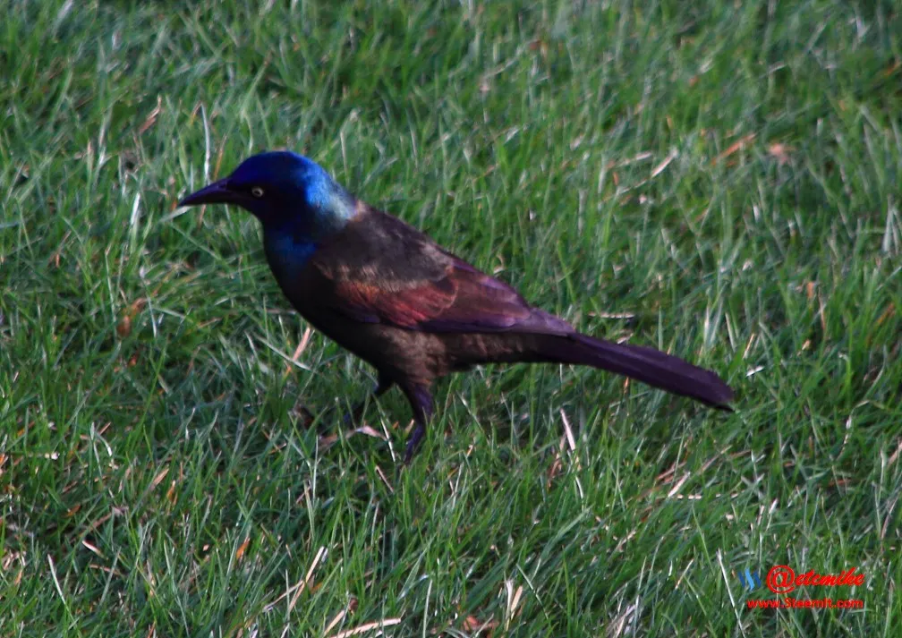 Common Grackle PFW0074.JPG