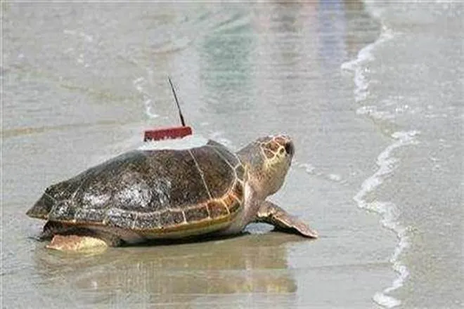 turtles.jpg