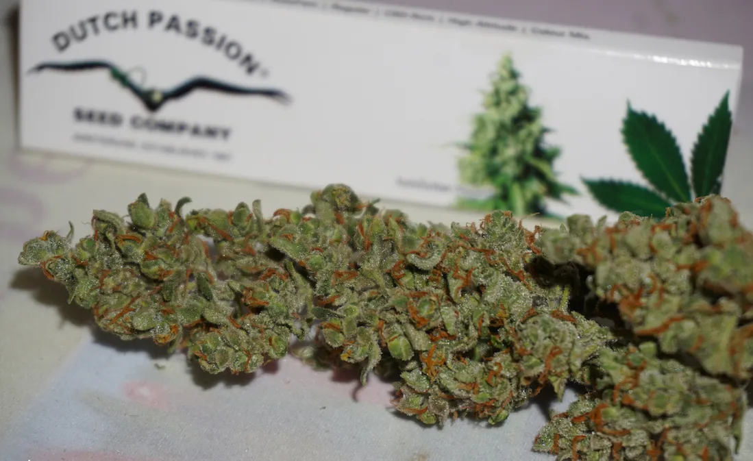 strain1.png