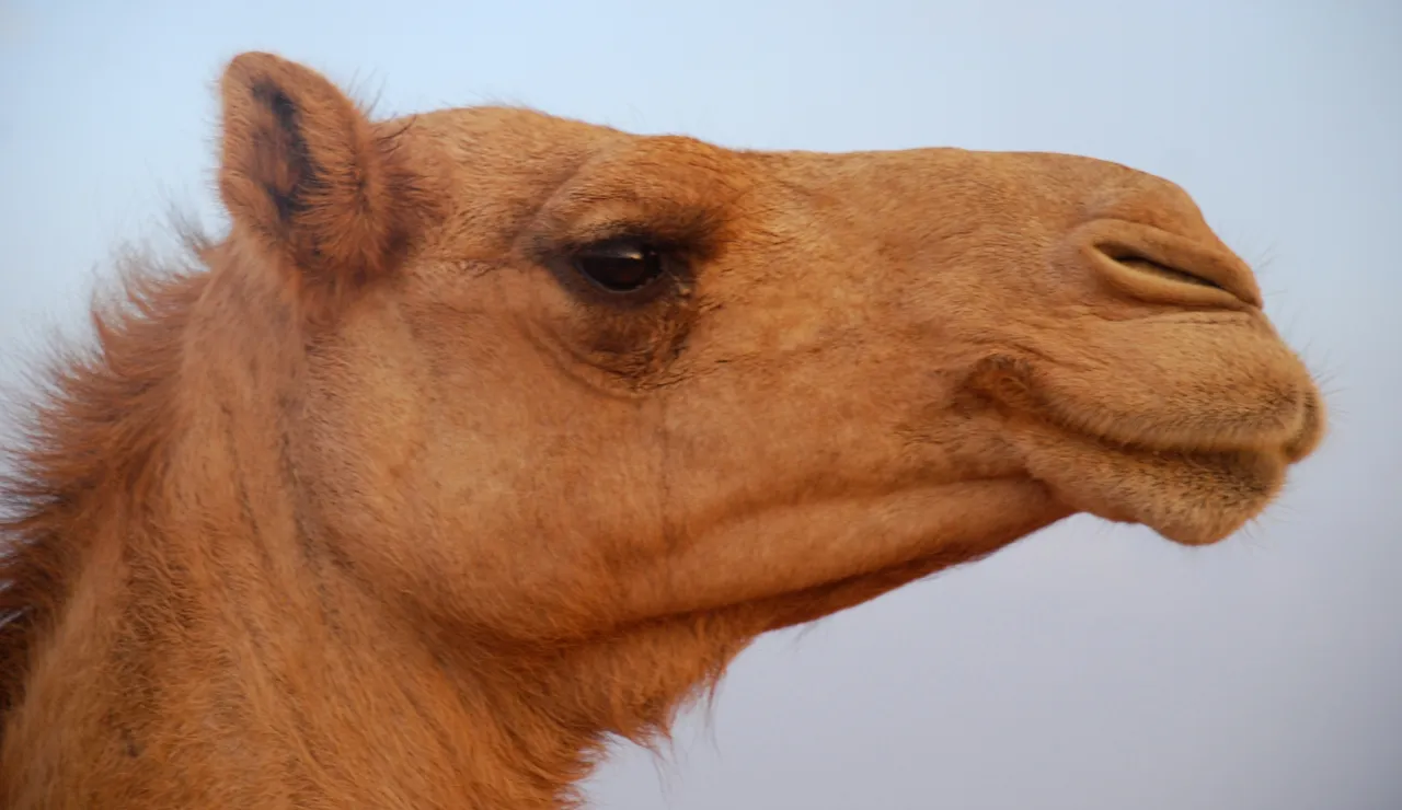 Camelface2 Henryhbk public.jpg