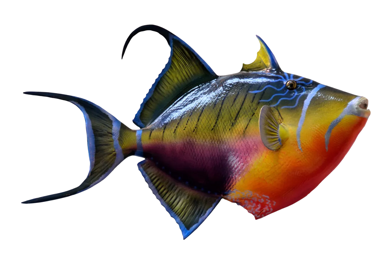 Colorful Fish  1280x877.png