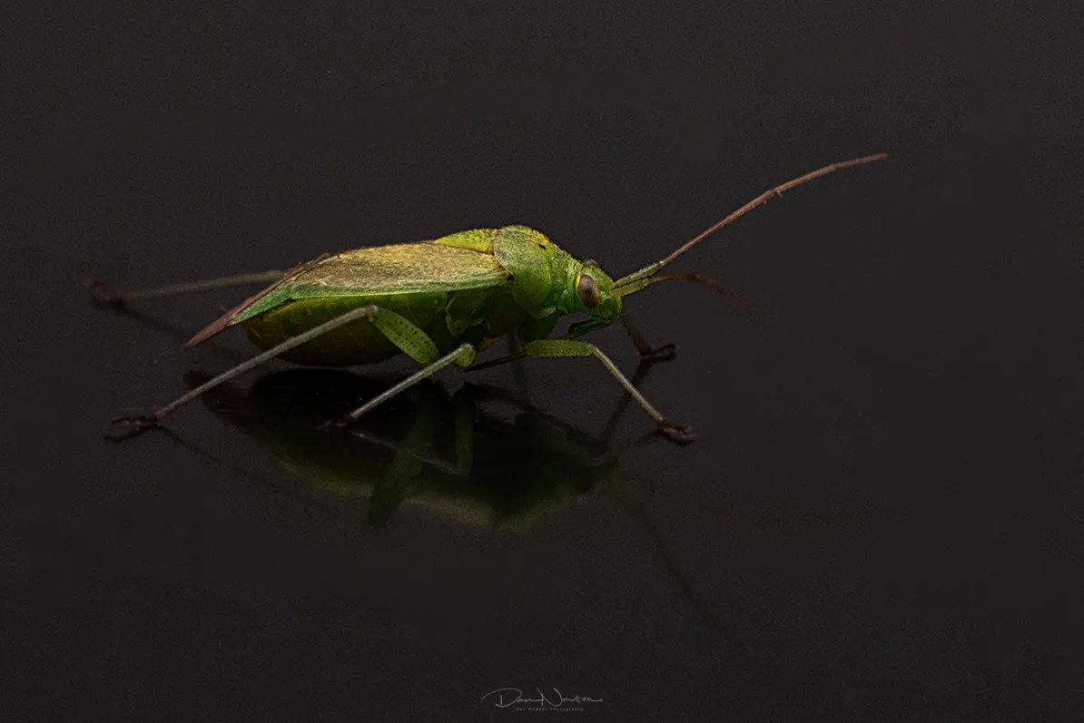 Potato Capsid Bug0039PP.jpg