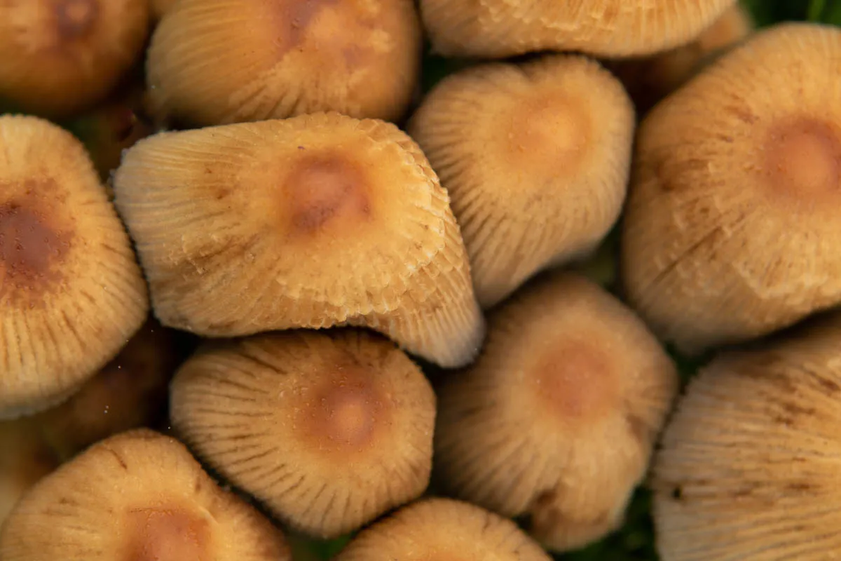Fungi friday garden0679.jpg
