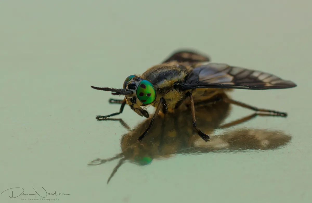 Twinlobed Deerfly1small.jpg