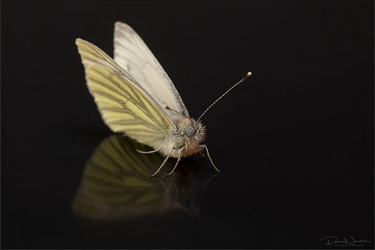 Greenveined White0050PP.jpg