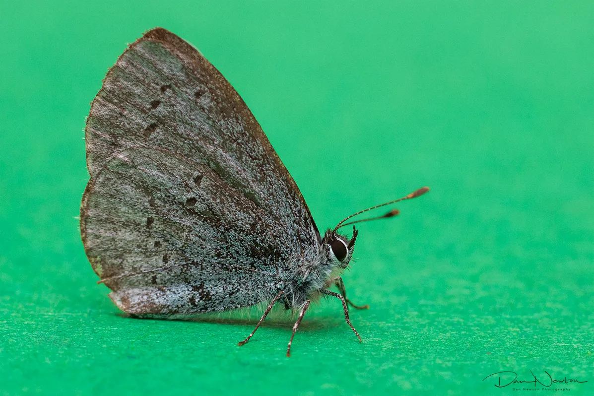 Holly Blue studio0093PP.jpg