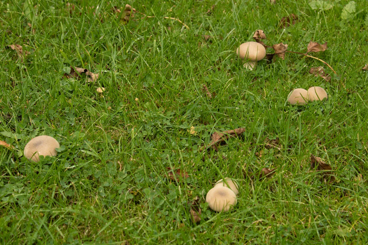Fungi friday garden0655.jpg