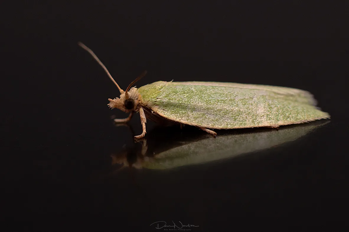 Green Oak Tortrix0027PP.jpg