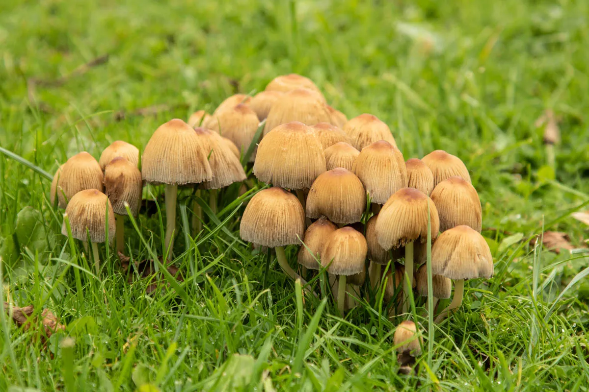 Fungi friday garden0648.jpg