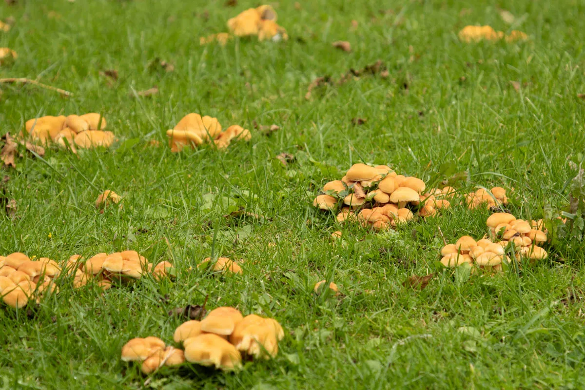 Fungi friday garden0654.jpg