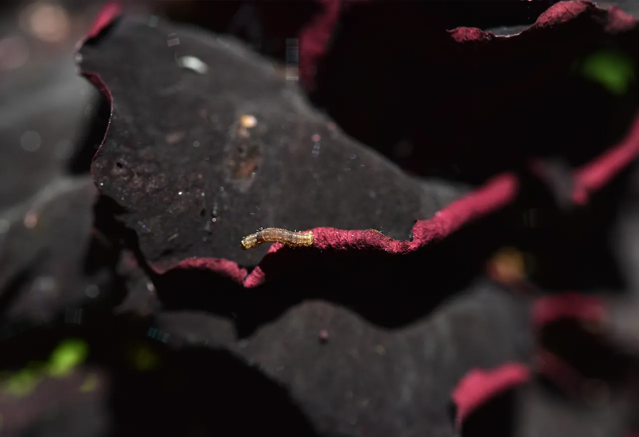 Rose Budworms caterpillar 1.jpg