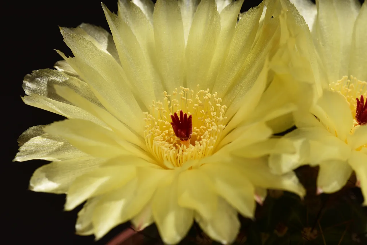 Notocactus Ottonis flower 9.jpg