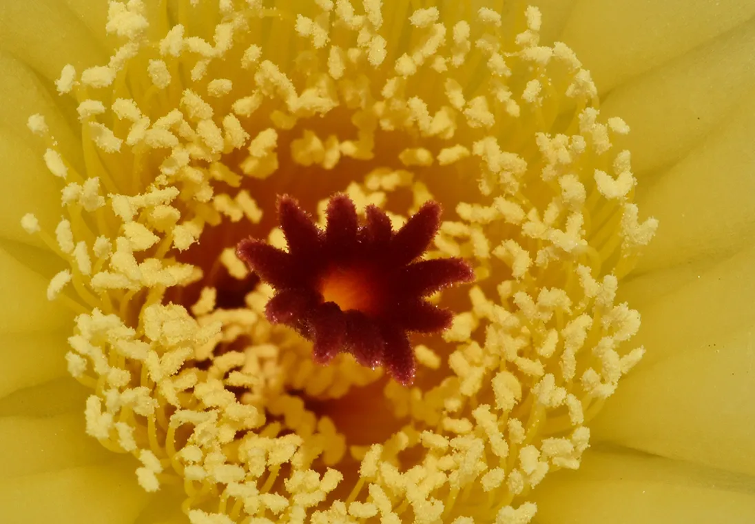 Notocactus Ottonis flower 2.jpg