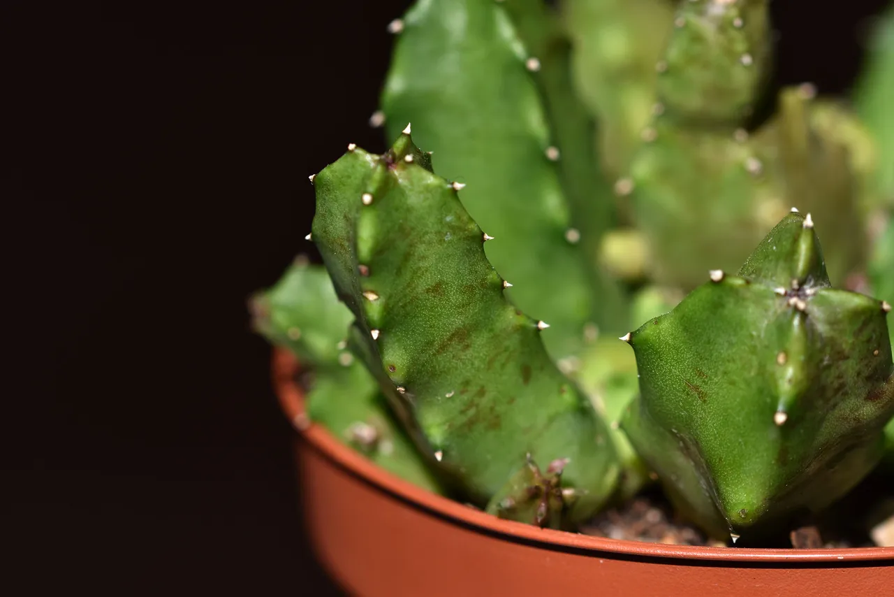 Huernia loeseneriana stem 1.jpg