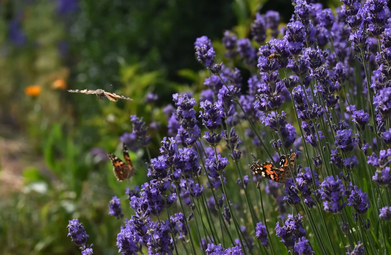 Butterflies landing lavender.jpg