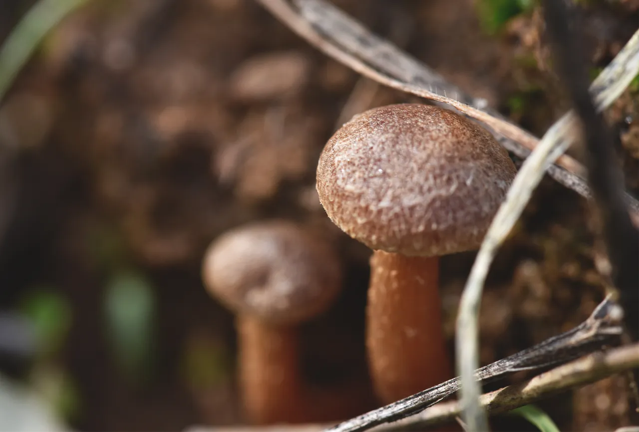 brown mini mushrooms soil .jpg