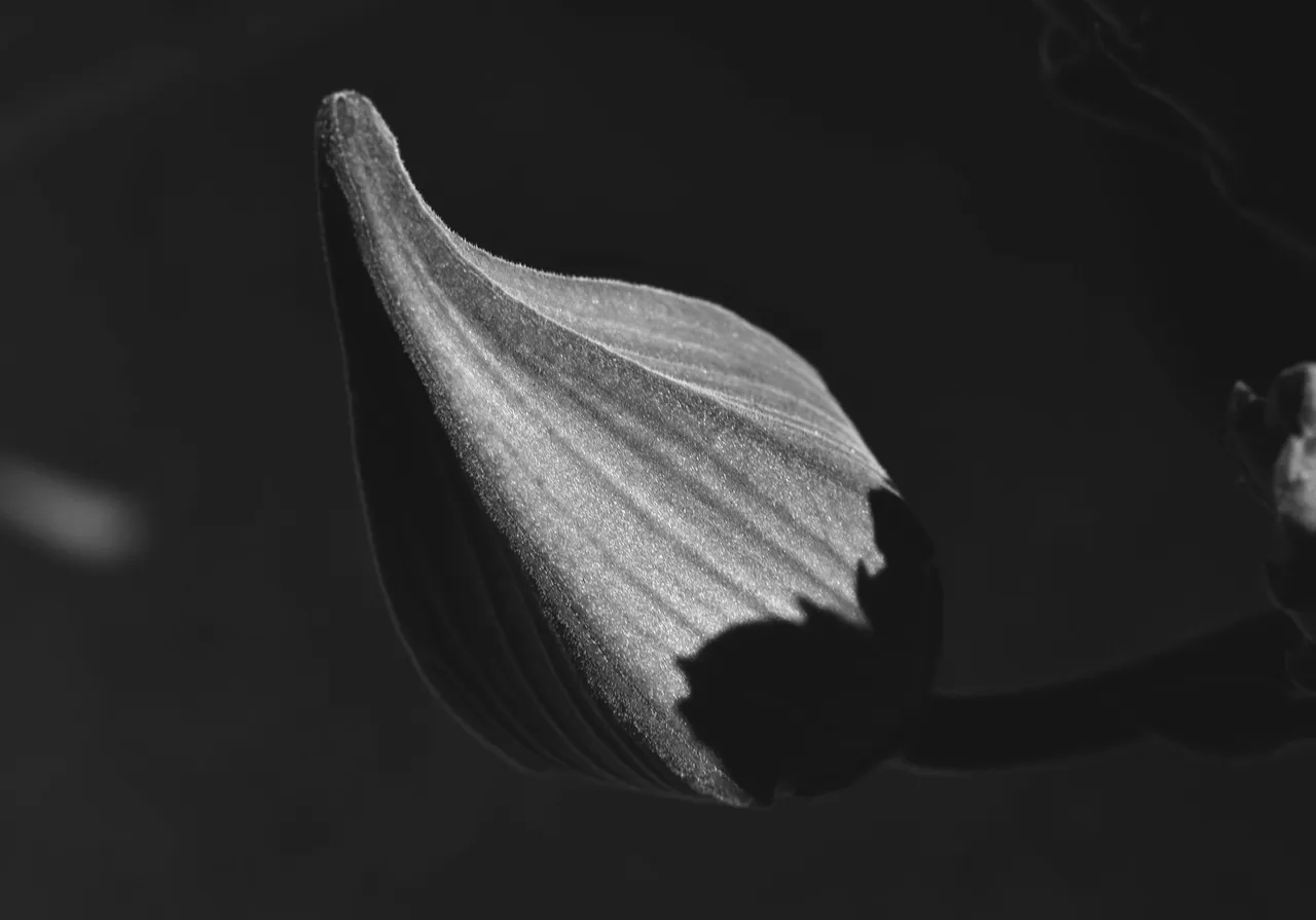 Stapelia Gigantea bud bw 1.jpg