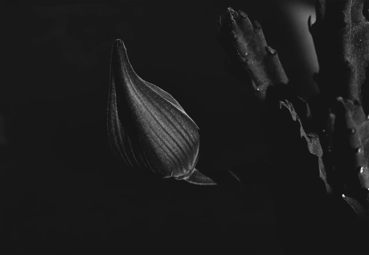 Stapelia Gigantea bud bw 2.jpg