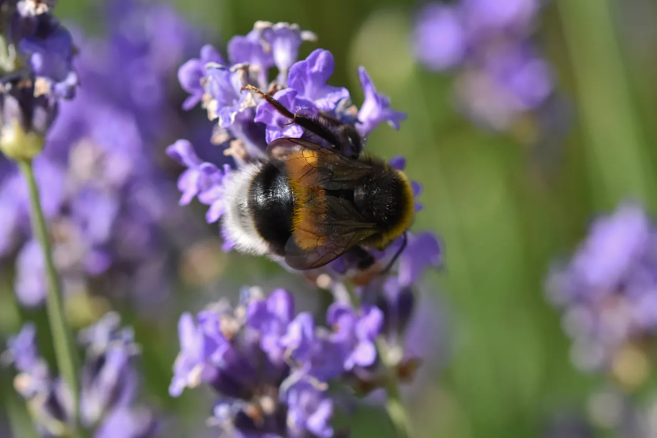 bumblebee lavender garden 3.jpg