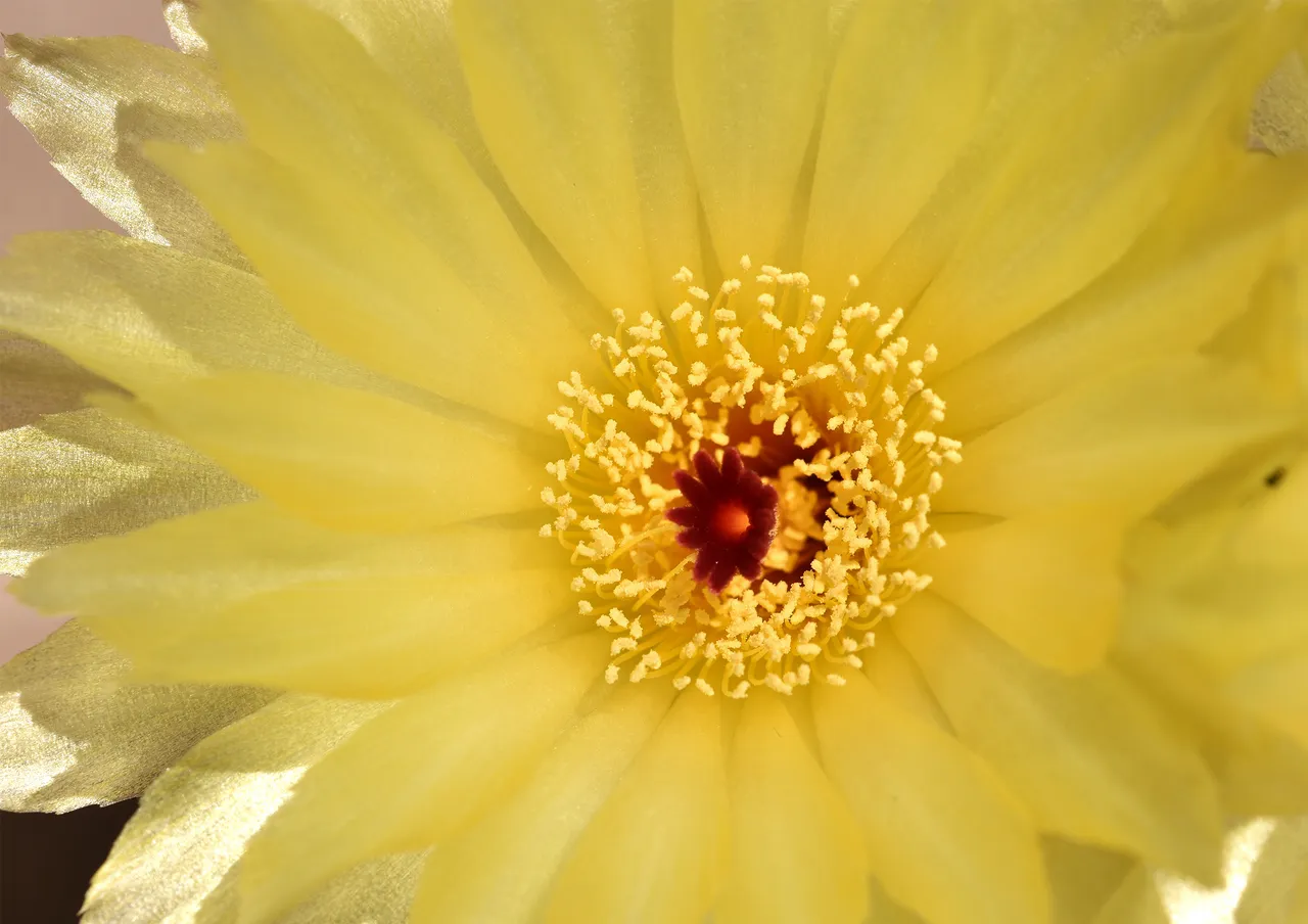 Notocactus Ottonis flower 1.jpg