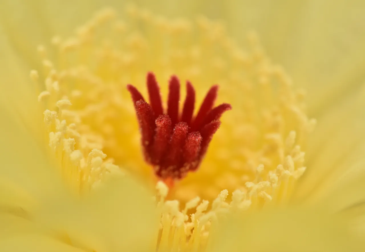 Notocactus Ottonis flower 4.jpg
