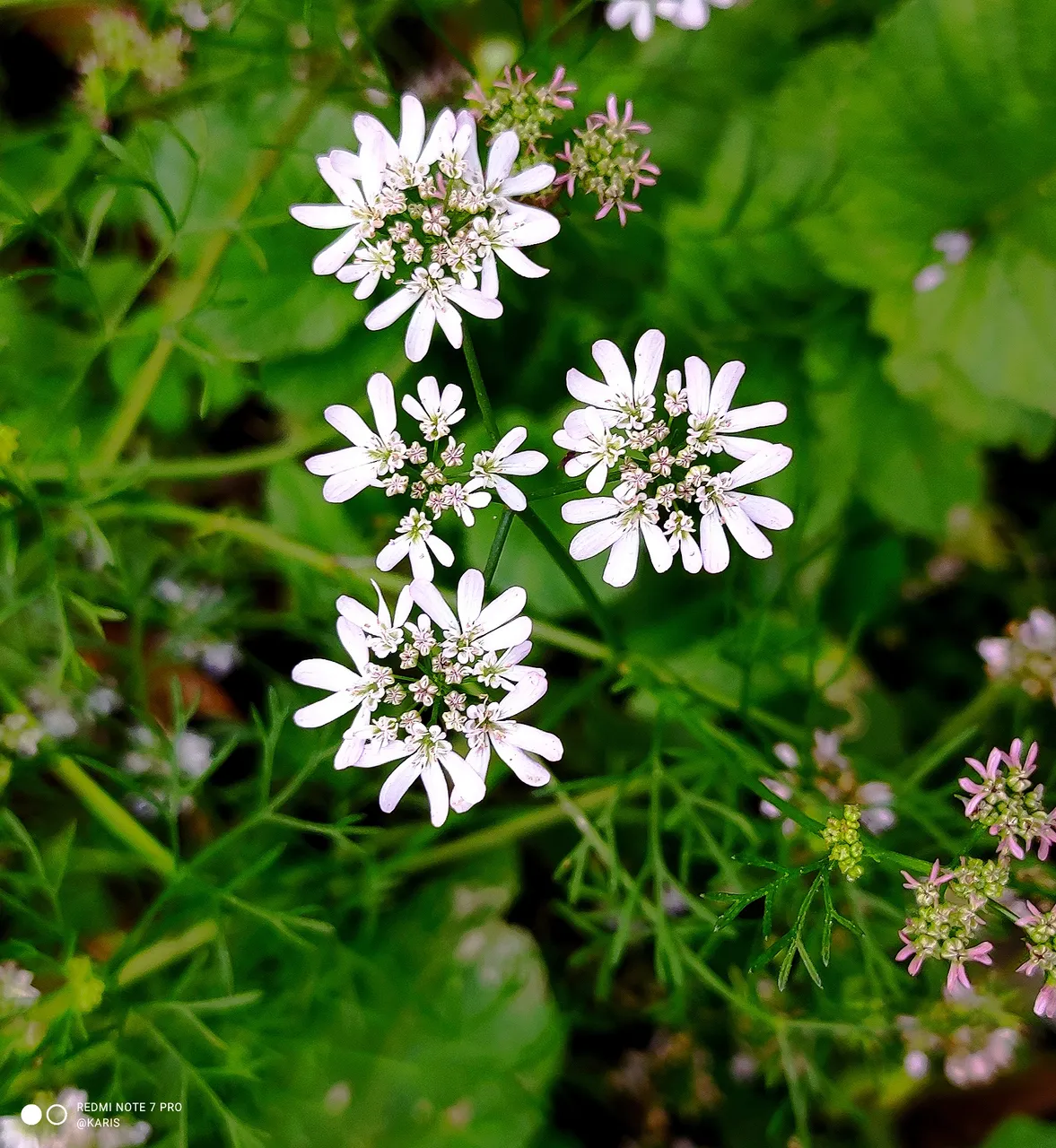 Beauty Of Coriander Flower Photography
