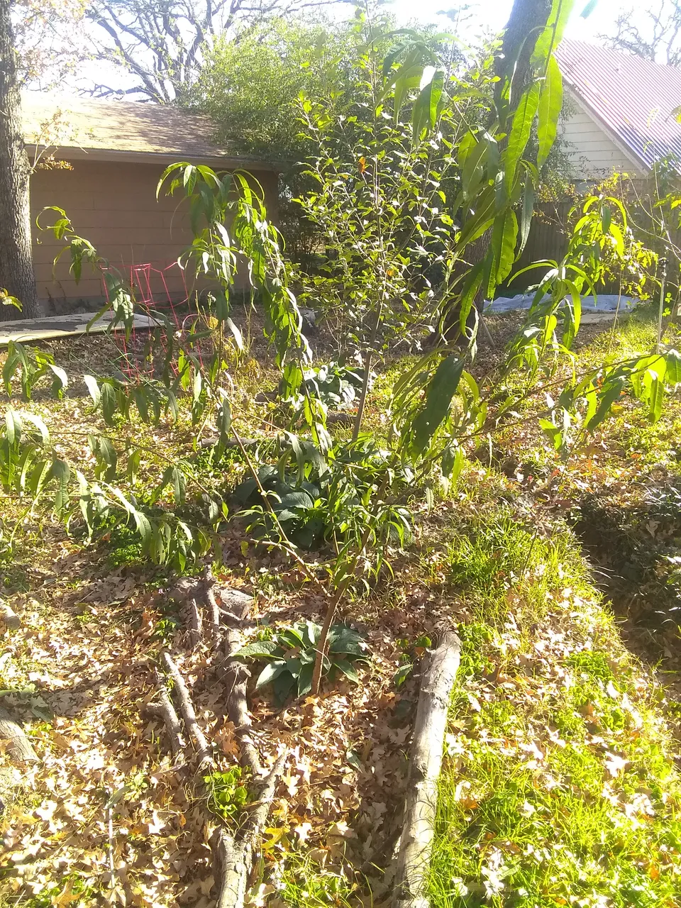 IMG_20201204_141334484.jpg