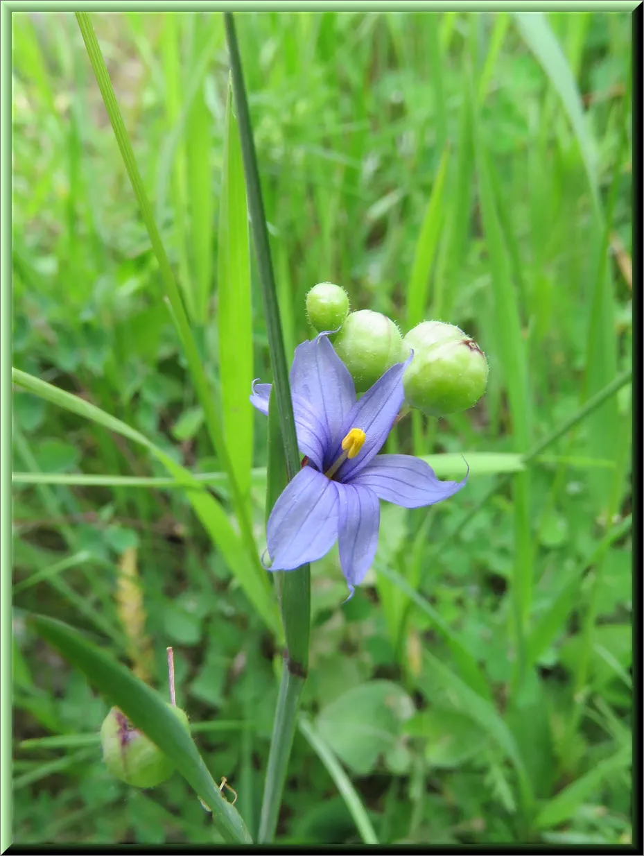 close up blue eyed grass.JPG