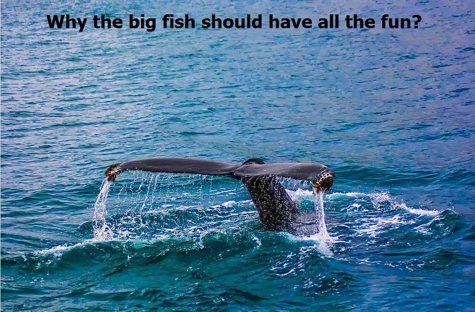 why the big fish.jpg
