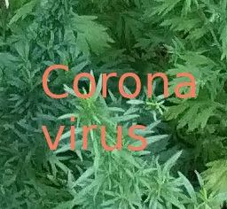 coronaplants20200215.png