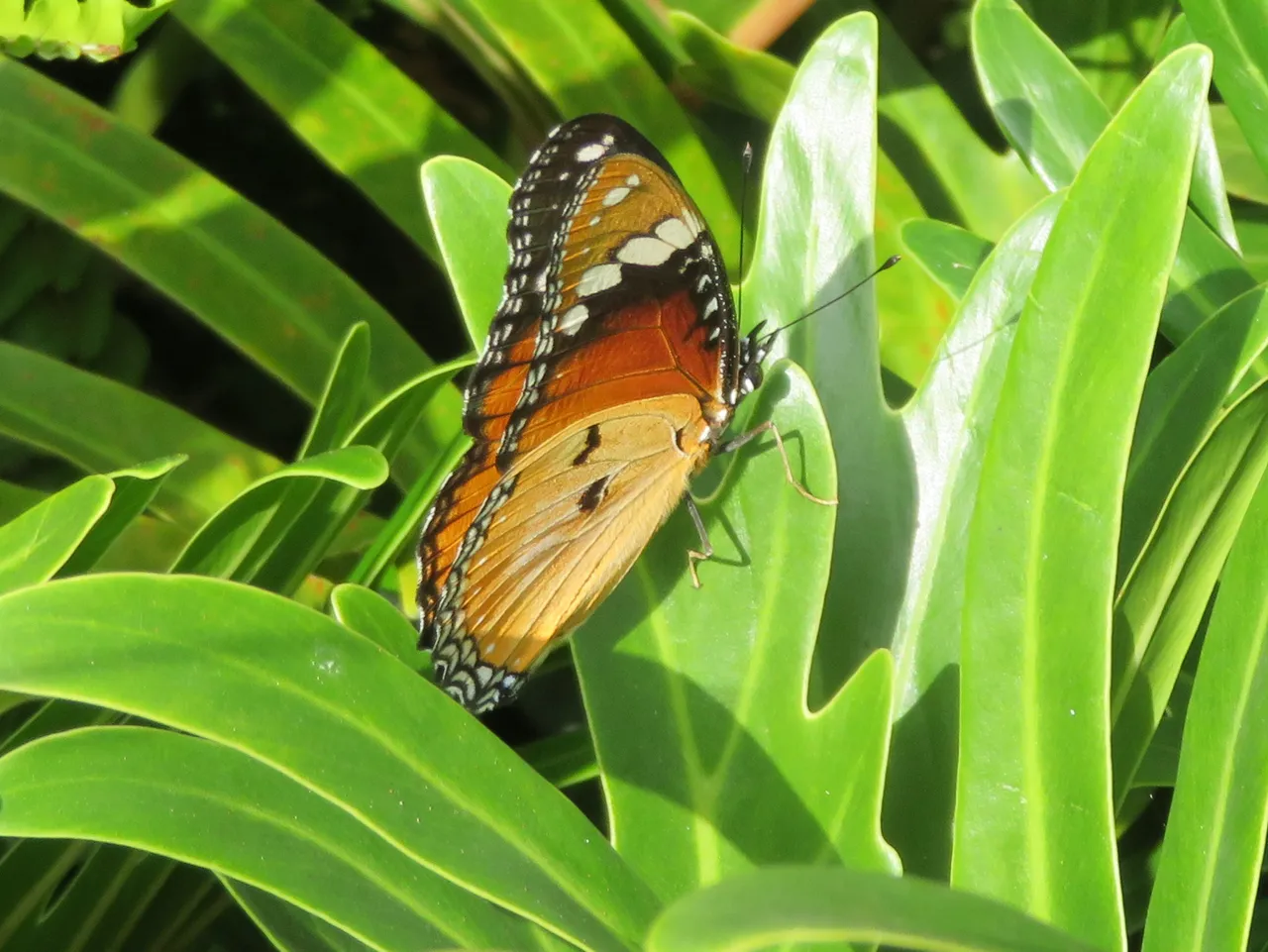 6084Acraea_butterfly.JPG