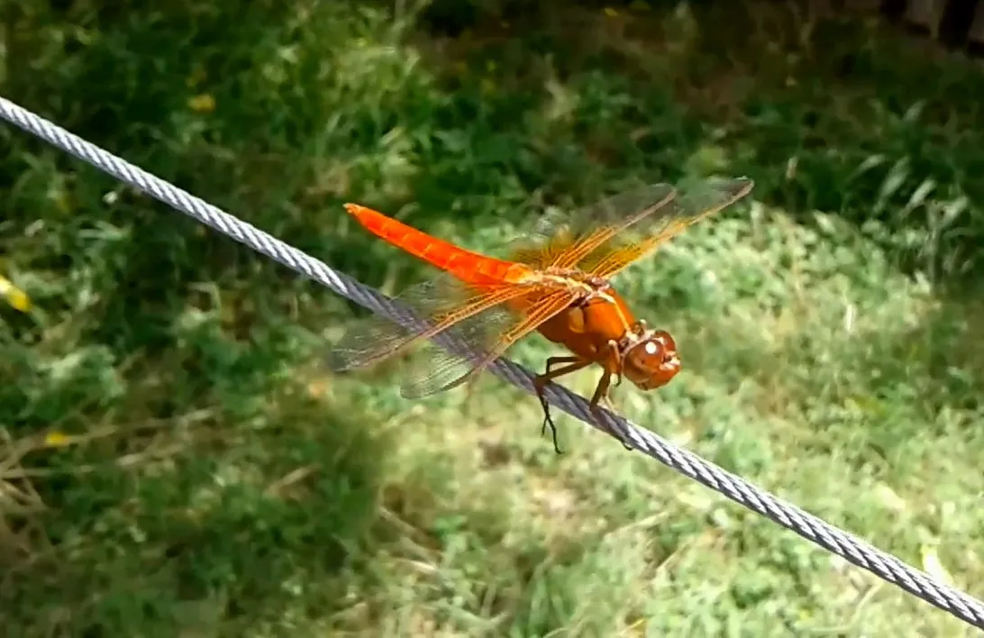 190618aRedDragonfly.jpg