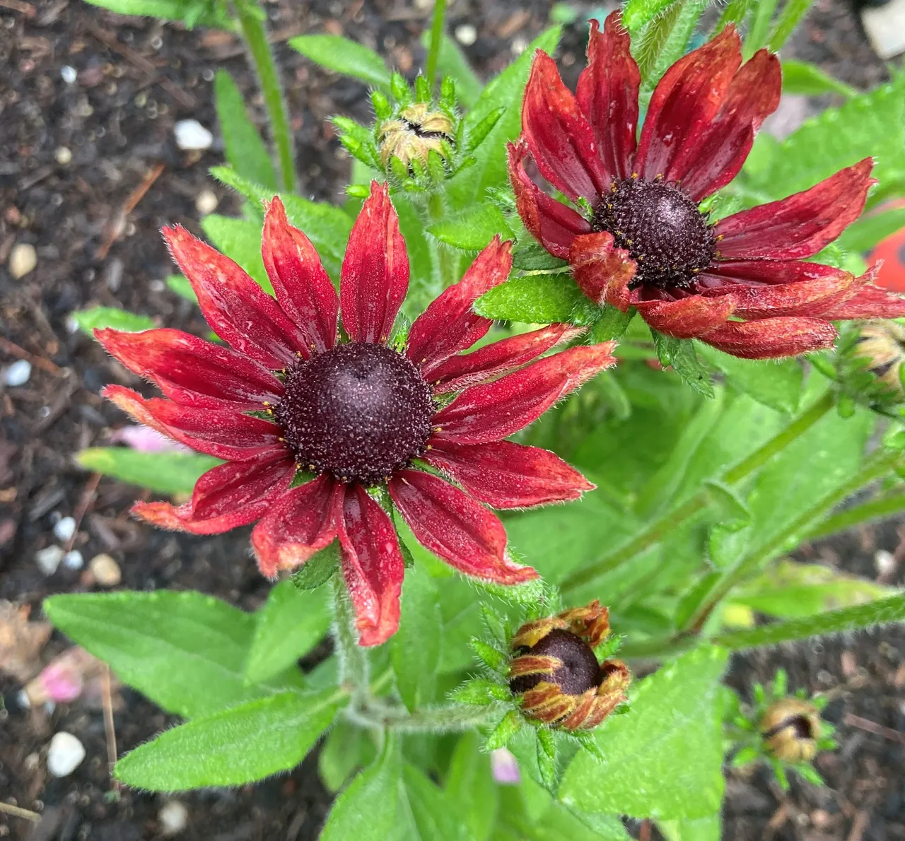 Red Rudbeckia