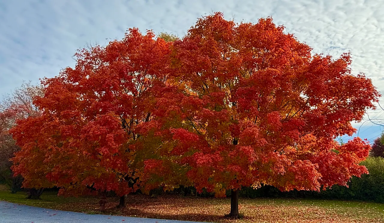 Two maples