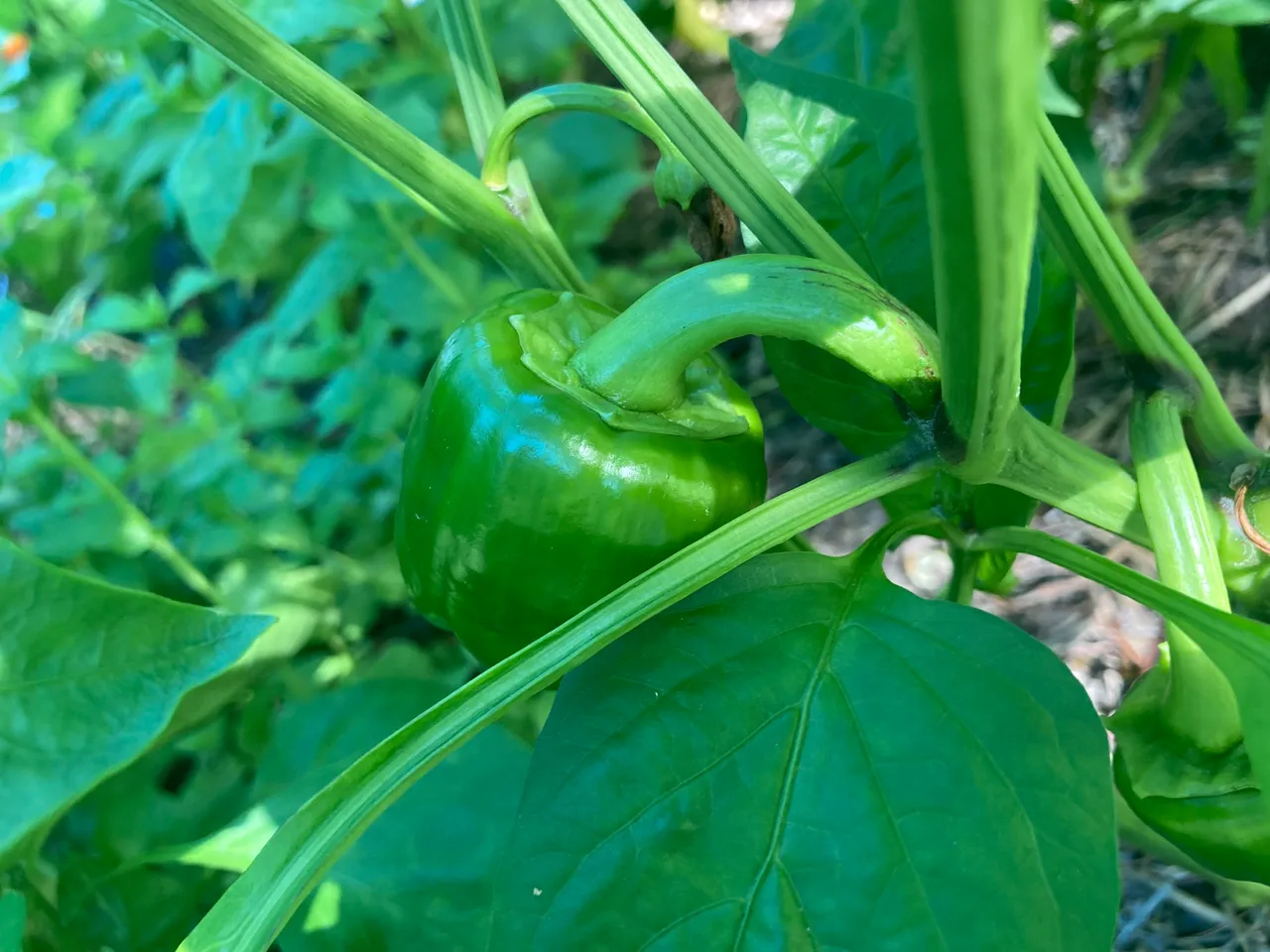 Bell Pepper