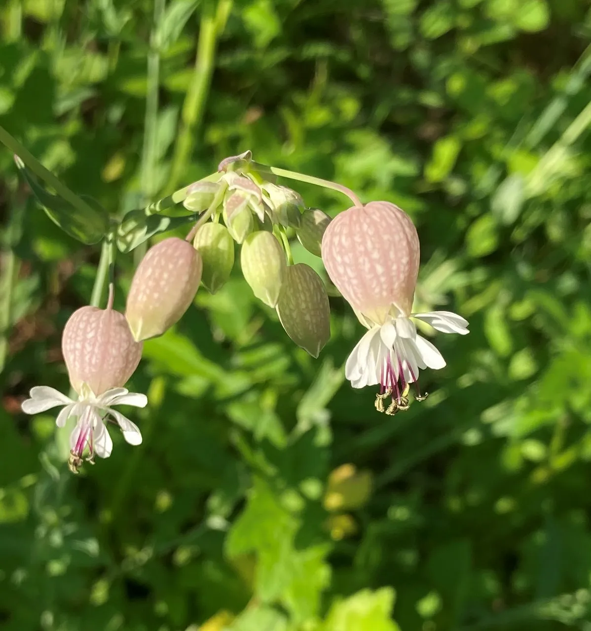 Bladder flower