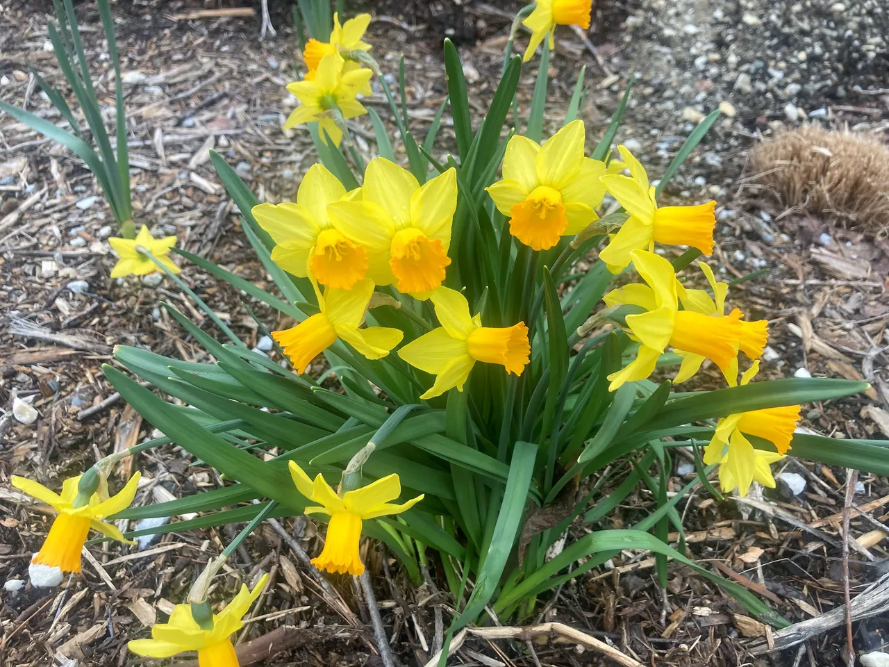 Daffodil cluster