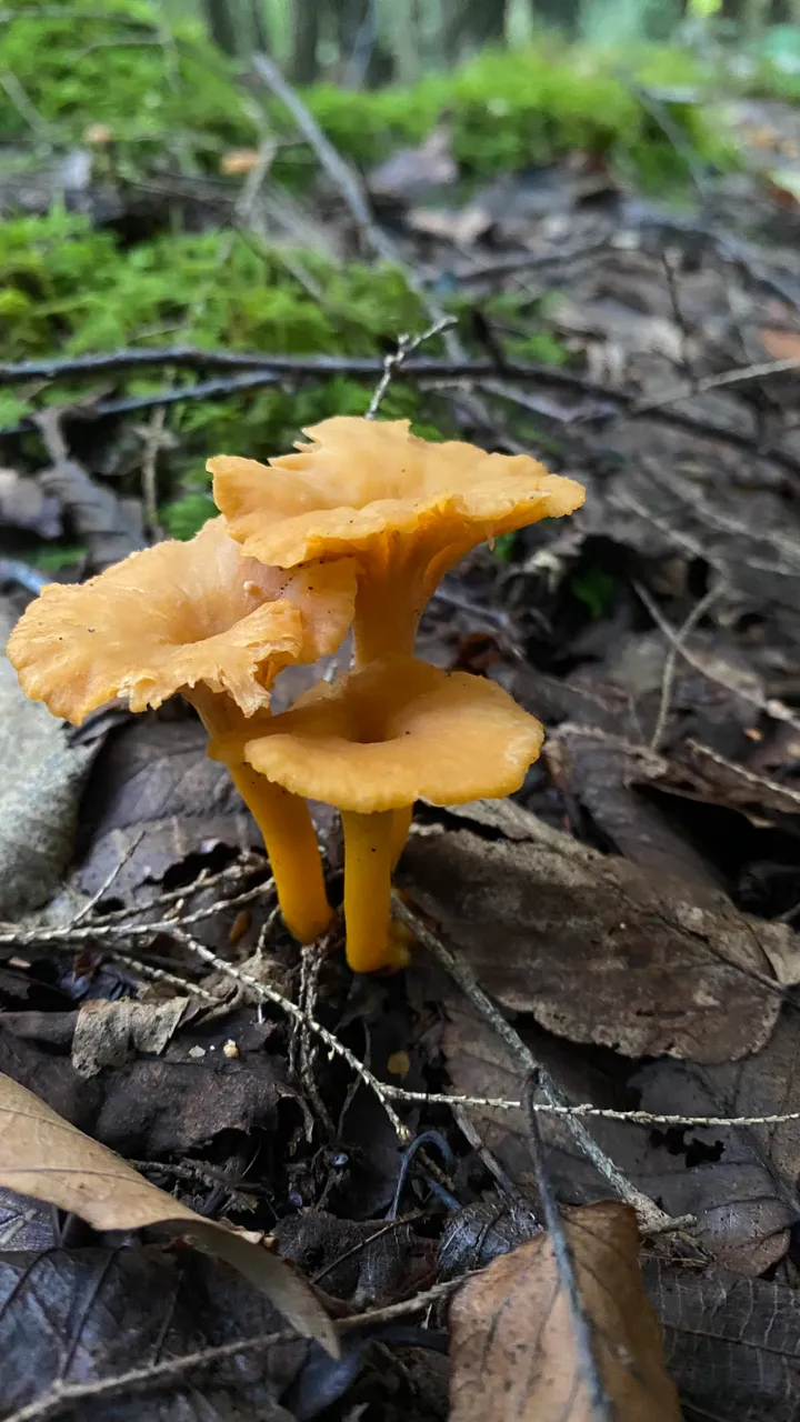 Chanterelle